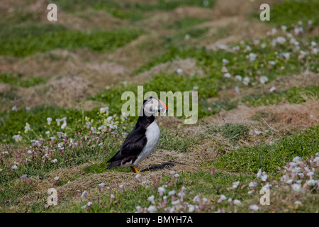 Macareux moine sur l'île de Skomer Pembrokeshire, Pays de Galles entouré par la mer fleurs campion Banque D'Images