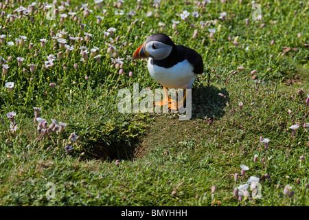 Un macareux moine à la recherche dans un trou de lapin pour voir s'il pouvait l'utiliser comme un nid terrier. Banque D'Images