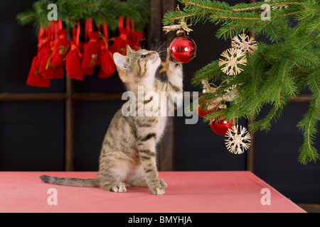 Noël : chat domestique kitten playing de décorations de Noël Banque D'Images