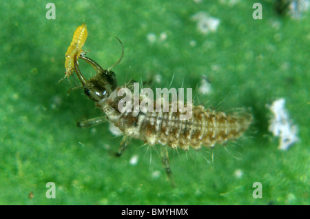 La chrysope verte (Chrysoperla carnea) larve se nourrissant de thrips Banque D'Images