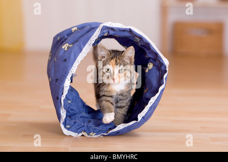 Chaton Chat domestique marchant à travers le tunnel du chat Banque D'Images