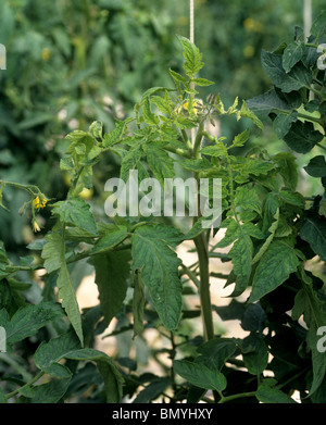 Tomaten Virus Symptome