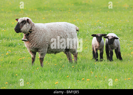 Les moutons domestiques deux agneaux meadow Banque D'Images