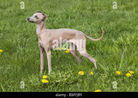 Chien de prairie permanente de lévier italien Banque D'Images