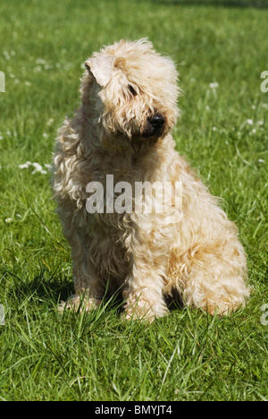 Soft-Coated Wheaten Terrier assis meadow Banque D'Images