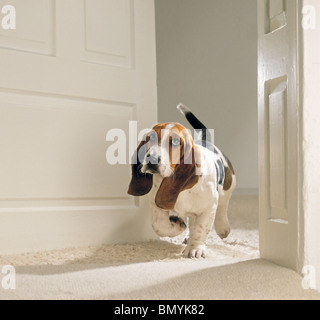 Basset Hound Dog walking Banque D'Images