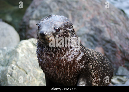 Lion de mer curieux chiot dans la grande colonie près de Cape Palliser, île du Nord, en Nouvelle-Zélande. Banque D'Images