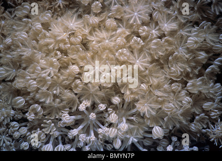 Coral Polyp pulsé (Xenia umbellata) - L'Egypte, Mer Rouge Banque D'Images