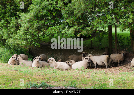 Récemment tondue troupeau de moutons à l'abri dans le Dorset en vertu de l'arbre creux Banque D'Images