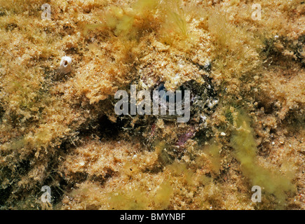 Close-up de poisson-pierre (Synanceia Nana). Mer Rouge, Egypte Banque D'Images