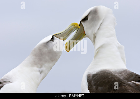 Albatros timide (Thalassarche cauta) cour par claquer le bec après une absence de l'autre Banque D'Images