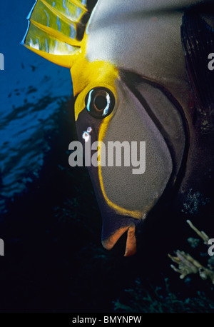 Orangespine Goldfish (Lituatus Naso). Egypte - Mer Rouge Banque D'Images