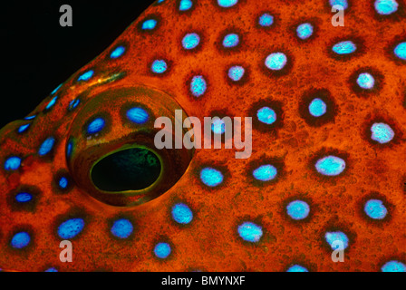 Grouper-Eye (Cephalopholis miniata bijoux). Egypte - Mer Rouge Banque D'Images