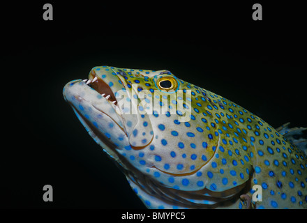 Mérou paon (Cephalopholis argus). Egypte - Mer Rouge Banque D'Images