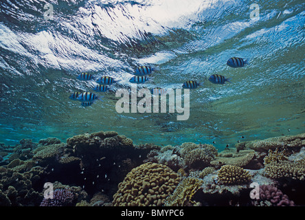 Le Sergent Major Poisson (Abudeduf vaigensis) sur Reef Table. Egypte - Mer Rouge Banque D'Images