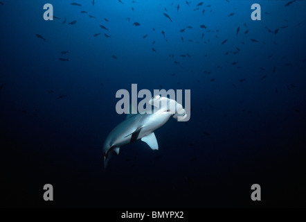 Requin-marteau halicorne (Sphyrna lewini), sous-marin à l'île Cocos, Costa Rica - Océan Pacifique. Banque D'Images