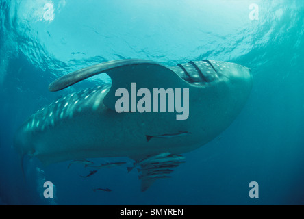 Requin-baleine (Rhincodon typus) avec Remoras symbiotique, Ningaloo Reef, l'ouest de l'Australie - l'Océan Indien. Banque D'Images