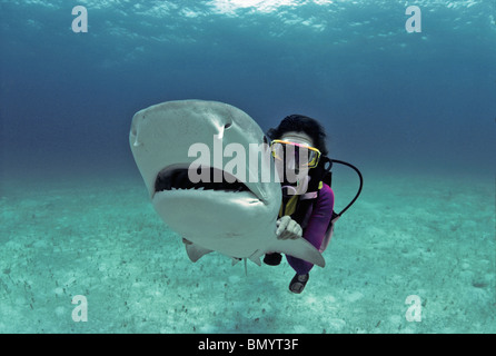 Scientsist ravive et enregistre requin tigre (Galeocerdo cuvier) en forçant l'eau à travers ses branchies, Bahamas - Mer des Caraïbes. Banque D'Images