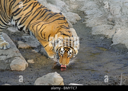 Tiger eau potable d'un tout petit trou d'eau dans le Parc National de Ranthambhore, Inde Banque D'Images