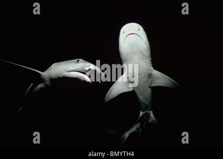 Whitetip Reef Sharks (Triaenodon obesus) la chasse de nuit, dans les récifs de l'île Cocos, Costa Rica - Océan Pacifique. Banque D'Images