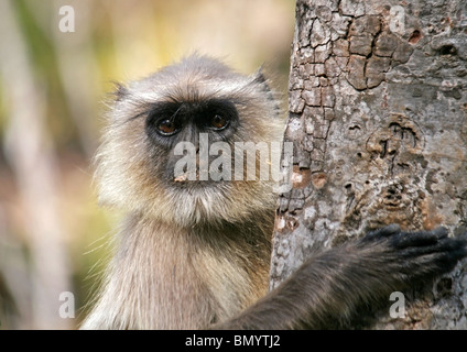 Un Gray Langur portrait pris dans Bandhavgarh National Park, Inde Banque D'Images