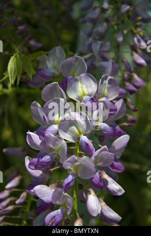 Purple Wisteria Sinensis 'Cooke's Purple'. Portrait Banque D'Images