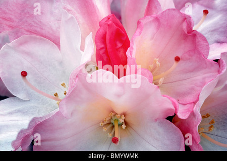 Close up de fleurs de Rhododendron Yaku -le lever du soleil. Oregon Banque D'Images