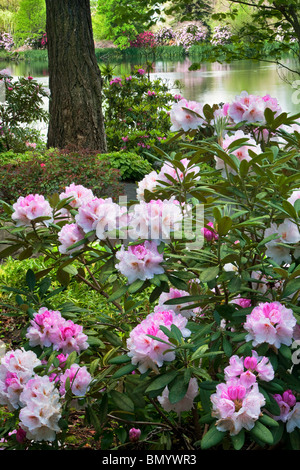 Rhododendrons en fleurs avec étang à Crystal Springs Rhododendron Gardens, Oregon Banque D'Images