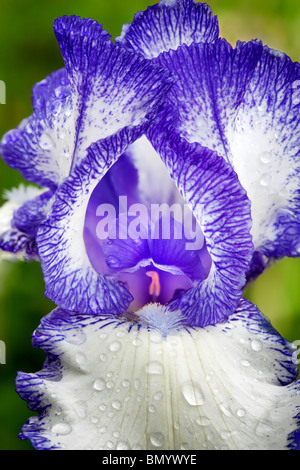 Staccato bleu iris close up. Schneider's Gardens. Oregon Banque D'Images