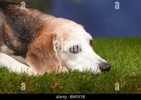 Beagle, homme, vieux chien, âgé de 10 ans Banque D'Images