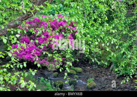 Azalea avec la nouvelle croissance sur d'aulnes et d'eau. Crystal Springs Rhododendron Gardens, Oregon Banque D'Images