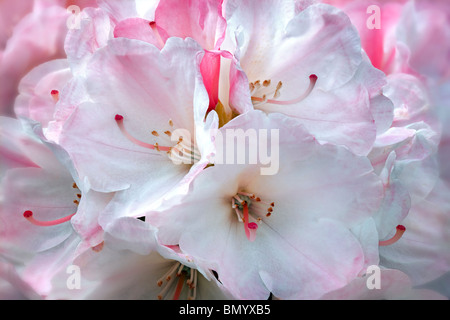 Close up de fleurs de Rhododendron Yaku -le lever du soleil. Oregon Banque D'Images