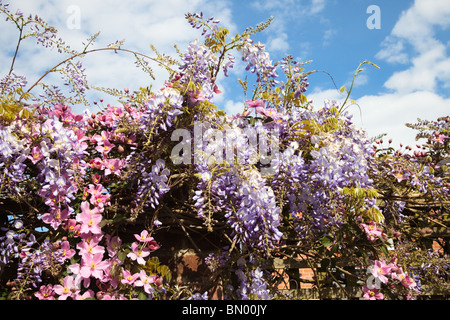 Clematis glycine et grandissant ensemble, prises à partir de ci-dessous et cherchais une belle blue cloudy sky Banque D'Images