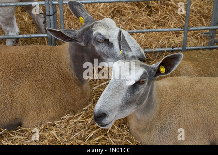 Bluefaced Leicester (BFL) Prize Sheep dans un paddock au grand Royal Highland Show 2010. Scottish Agricultural Society of Scotland, Édimbourg, Royaume-Uni Banque D'Images