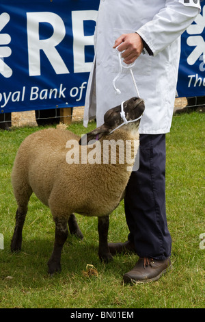 Moutons dans le grand prix Royal Highland Show 2010  Scottish Agricultural Society of Scotland, Édimbourg, Royaume-Uni Banque D'Images