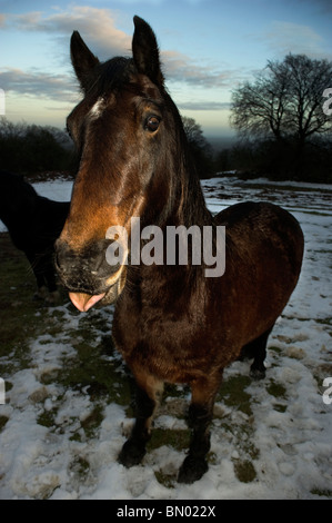 Un cheval avec sa langue poussant l'out Banque D'Images