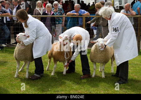 Moutons dans le grand prix Royal Highland Show 2010  Scottish Agricultural Society of Scotland, Édimbourg, Royaume-Uni Banque D'Images