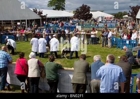 Moutons dans le grand prix Royal Highland Show 2010  Scottish Agricultural Society of Scotland, Édimbourg, Royaume-Uni Banque D'Images