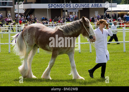 Le jeune cheval Clydesdale Shire est colt dans l'arène d'exposition du Royal Highland Show 2010   race lourde ; Scottish Agricultural Society of Scotland, Royaume-Uni Banque D'Images