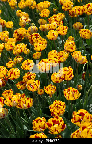 Tulip Time festival Hollande Michigan aux Etats-Unis Un champ de fleurs Bicolor orange et rouge Bonanza tulipes fleurs noboby téléphone fond d'écran haute résolution Banque D'Images