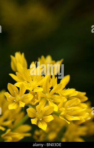 L'allium Moly, l'ail doré ou Lily le poireau, en fleurs à la fin du printemps Banque D'Images