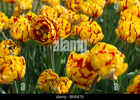 Tulip Time festival Hollande Hollande Michigan USA Bicolor orange et rouge Bonanza tulipes fleurs personne plein cadre de fonds d'écran de luxe haute résolution Banque D'Images