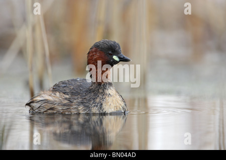 Grèbe castagneux Tachybaptus ruficollis Dabchick,,, Zwergtaucher, natation, Bulgarie Banque D'Images