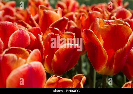 Tulip Time festival Hollande Michigan aux États-Unis floraison orange Oxford Elite tulipes fleurs personne plein cadre de décors de luxe fron vue haute résolution Banque D'Images