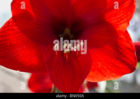 Une Amaryllis Belladonna Liberty Lily orientale rouge une fleur gros plan images photos vente photographie vente sur alamy horizontal aux États-Unis US haute résolution Banque D'Images