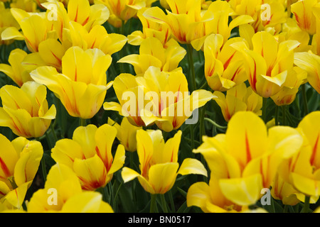 Tulip Time festival Hollande Michigan aux États-Unis US bi couleur jaune fleurs Hocus Pocus tulipes fleurs personne remplissant fond horizontal haute résolution Banque D'Images