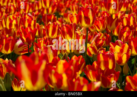 Tulip Time festival Hollande Michigan aux États-Unis un dossier de floraison Bi-color Blooming Georgette tulipes fleurs personne papier peint haute résolution Banque D'Images