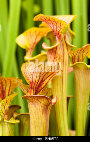 La trompette jaune, Sarracenia flava var. atropurpurea Banque D'Images