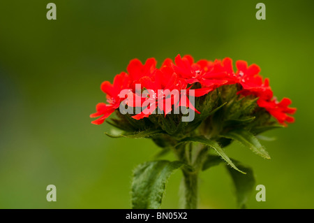 Lychnis chalcedonica, croix de Malte fleur, à Painswick Rococo Garden dans les Cotswolds Banque D'Images