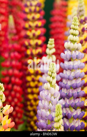 Affichage des lupins mixte au 2010 Gardeners' World Live Show à NEC, Birmingham Banque D'Images